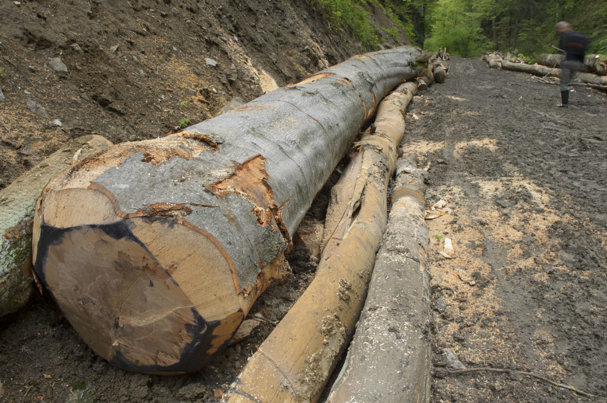 Kitermel�s a Fogarasi-havasok Natura 2000-es ter�leten. Fot�k: saveparadiseforests.eu