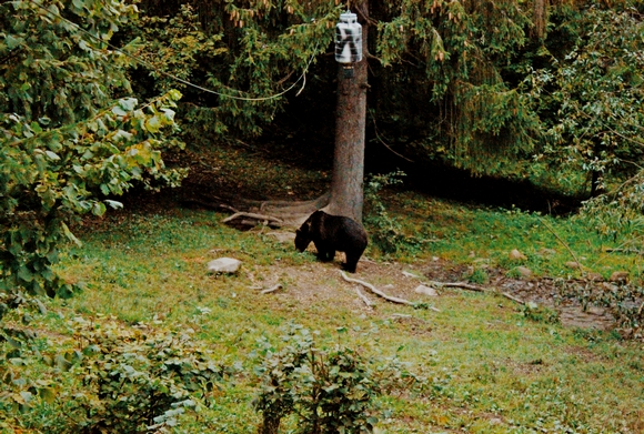 A medveetet�s k�pei 2018 �sz�n k�sz�ltek Hargita megy�ben. (fot�k: G�l L�szl�)