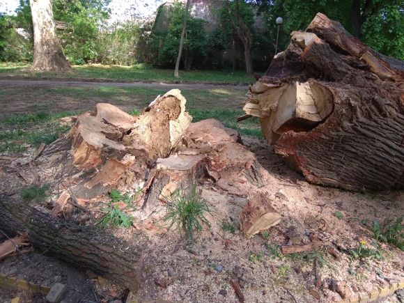 A kiv�gott szatm�rn�meti 200 �ves fa. Fot�: Livia Mihaltian/‎Z�ld Szatm�r - S�tmarul Verde Facebook-csoport