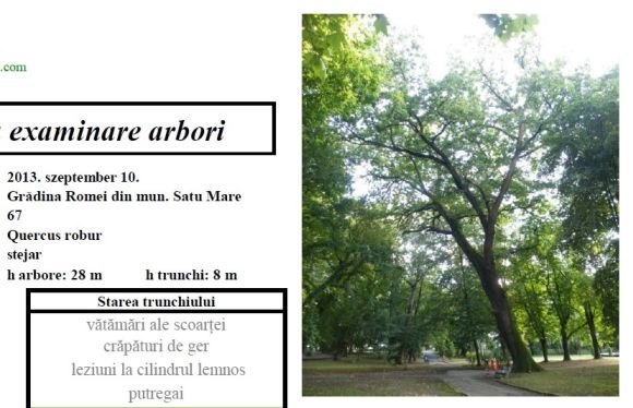 A fa k�pe a jelent�sben.