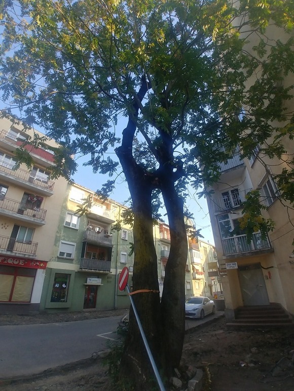 A kiv�g�st�l megmentett k�ris. Forr�s: Flashmob 4 a Tree Facebook-esem�ny