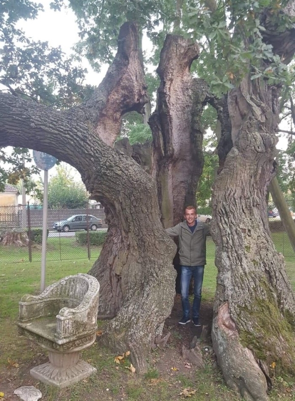 M�rton Huba Zolt�n a hedervari �rp�d-t�lgyben (700-800 �ves kocs�nyos t�lgy)