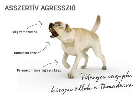 Olvassuk a kutya testbesz�d�t: 