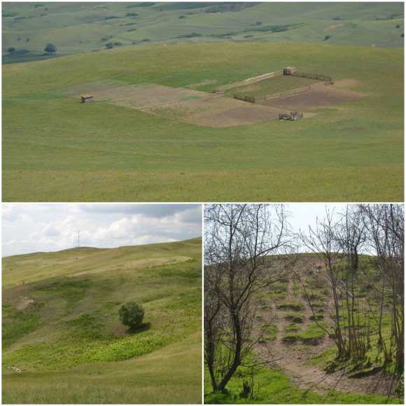 1. Kisz�rad�s, 2. Inv�dor fajok megjelen�se, 3. A term�talaj elt�n�se