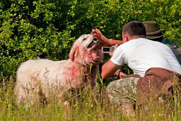 Kuvasz a medv�vel tal�lkoz�s ut�n. Fot�: B�l�ni Botond.