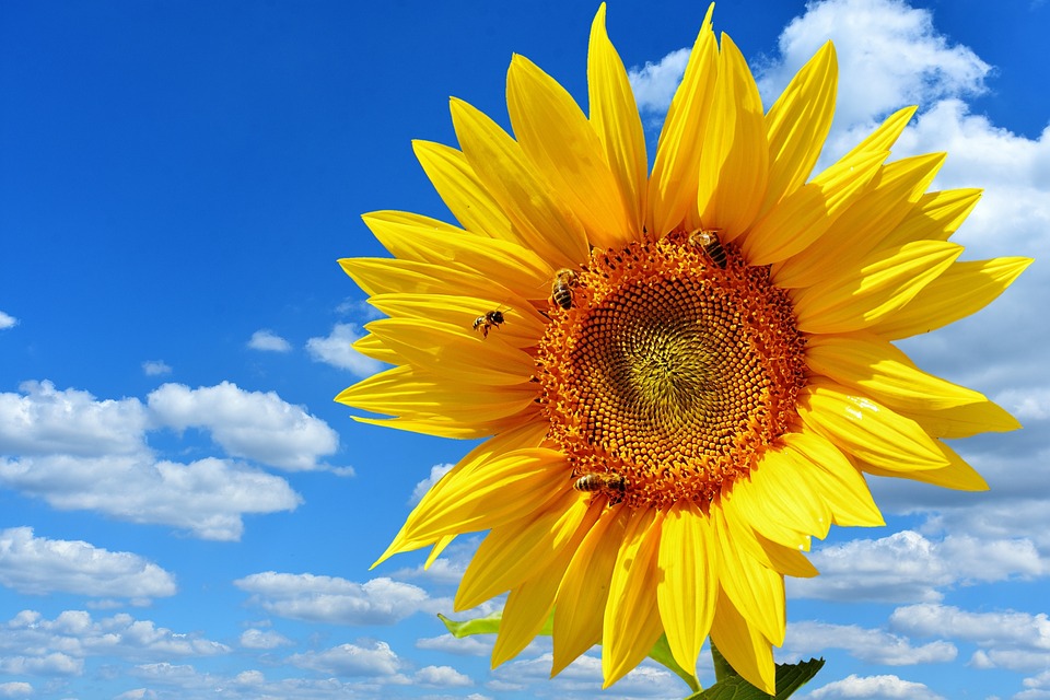 Fot�: pixabay.com