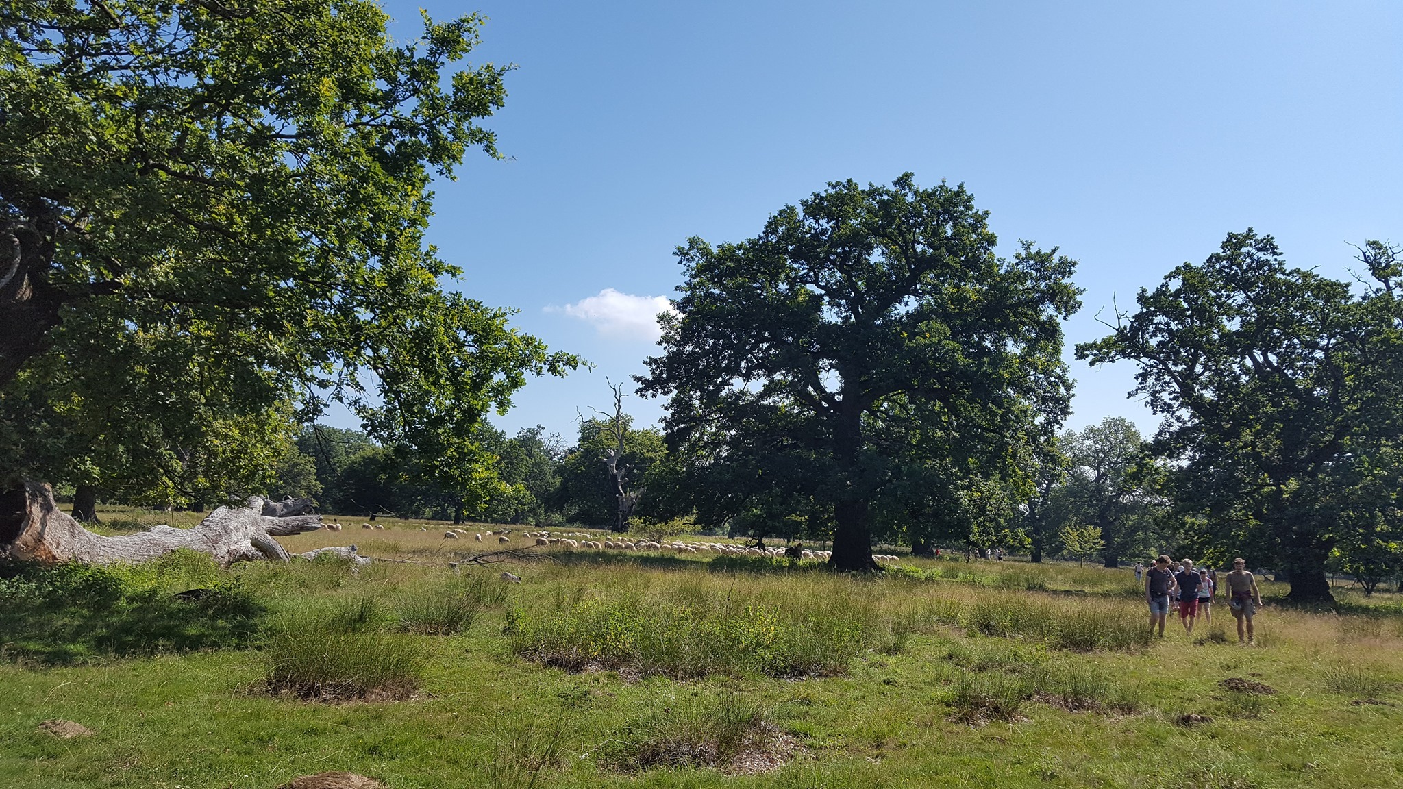 Manaps�g els�sorban juhokat legeltetnek a f�s legel�k�n