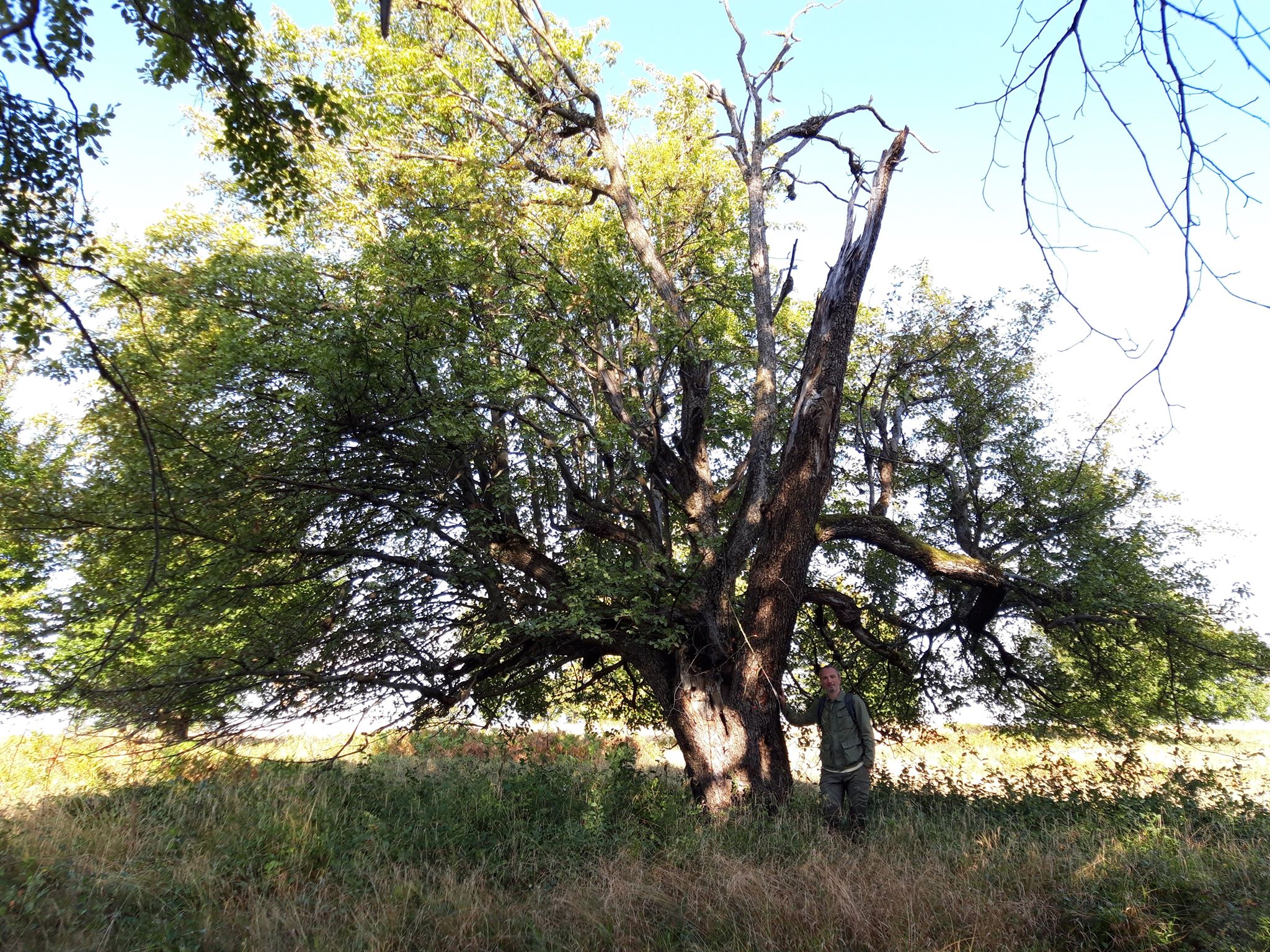 <b>Hartel Tibor</b> szerint egy fa �reg kor�ban a leg�rt�kesebb �kol�giai �s kultur�lis szempontb�l