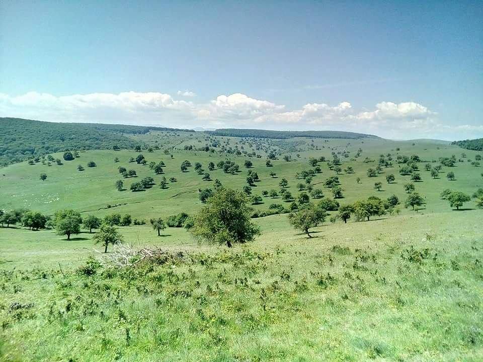 A Kolozsv�r melletti H�ja erd� szomsz�ds�g�ban is vannak f�s legel�k, itt a legink�bb elterjedt t�lgyek helyett k�rtef�k tark�tj�k a gyepet