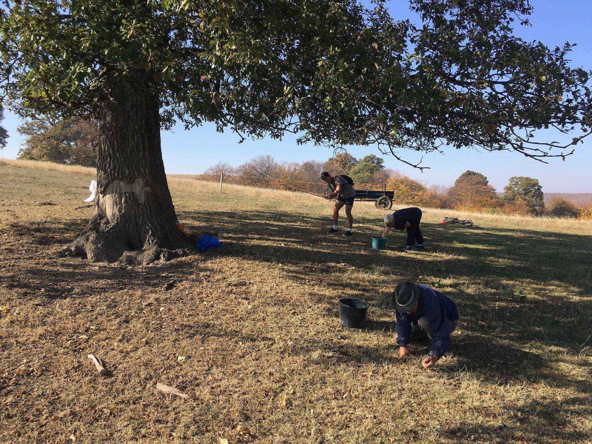 Am�g egy f�nak haszna van, a helyiek meg�rzik. B�r ez manaps�g ritkas�gnak sz�m�t, a Kolozsv�rhoz k�zeli Di�son m�g szedik a csermakkot a diszn�knak. A k�zs�g f�s legel�j�n egy�bk�nt vegyesen n� a csert�lgy �s a kocs�nyos t�lgy.