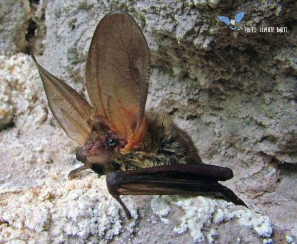 A barna hossz�f�l� denev�r (Plecotus auritus) b�r a legm�retesebb f�lekkel a hazai denev�rfajok k�z�l. 2017-ben az �v denev�r�nek v�lasztott�k Rom�ni�ban. Forr�s: Lilieci.ro Facebook oldal, Szerz�: Barti Levente