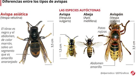 M�terbeli k�l�nbs�gek, balr�l: �zsiai l�dar�zs (Vespa velutina), kecskedar�zs (Vespa vulgaris), m�zel� m�h (Apis mellifera), eur�pai l�dar�zs (Vespa crabro)- Forr�s: wikipedia.org