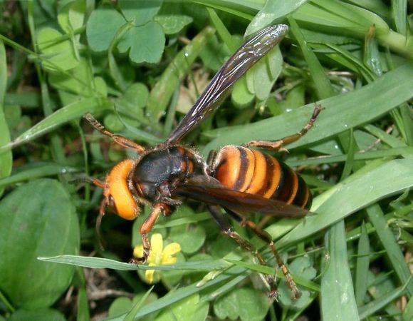 Az �zsiai �ri�sdar�zs (Vespa mandarinia) megjelen�se nagy riadalmat okozott a m�h�szek k�r�ben (�s nem csak) az Egyes�lt �llamokban. Forr�s: wikipedia.org