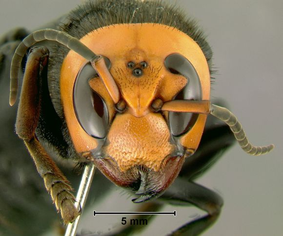 Az �zsiai �ri�sdar�zs (Vespa mandarinia) fej�nek sz�nezete �s mint�zata is jellegzetes. Forr�s: wikipedia.org