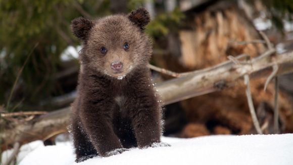 A medv�k picurk�n, alig f�l kil�san sz�letnek. Fot�: bear-again.com