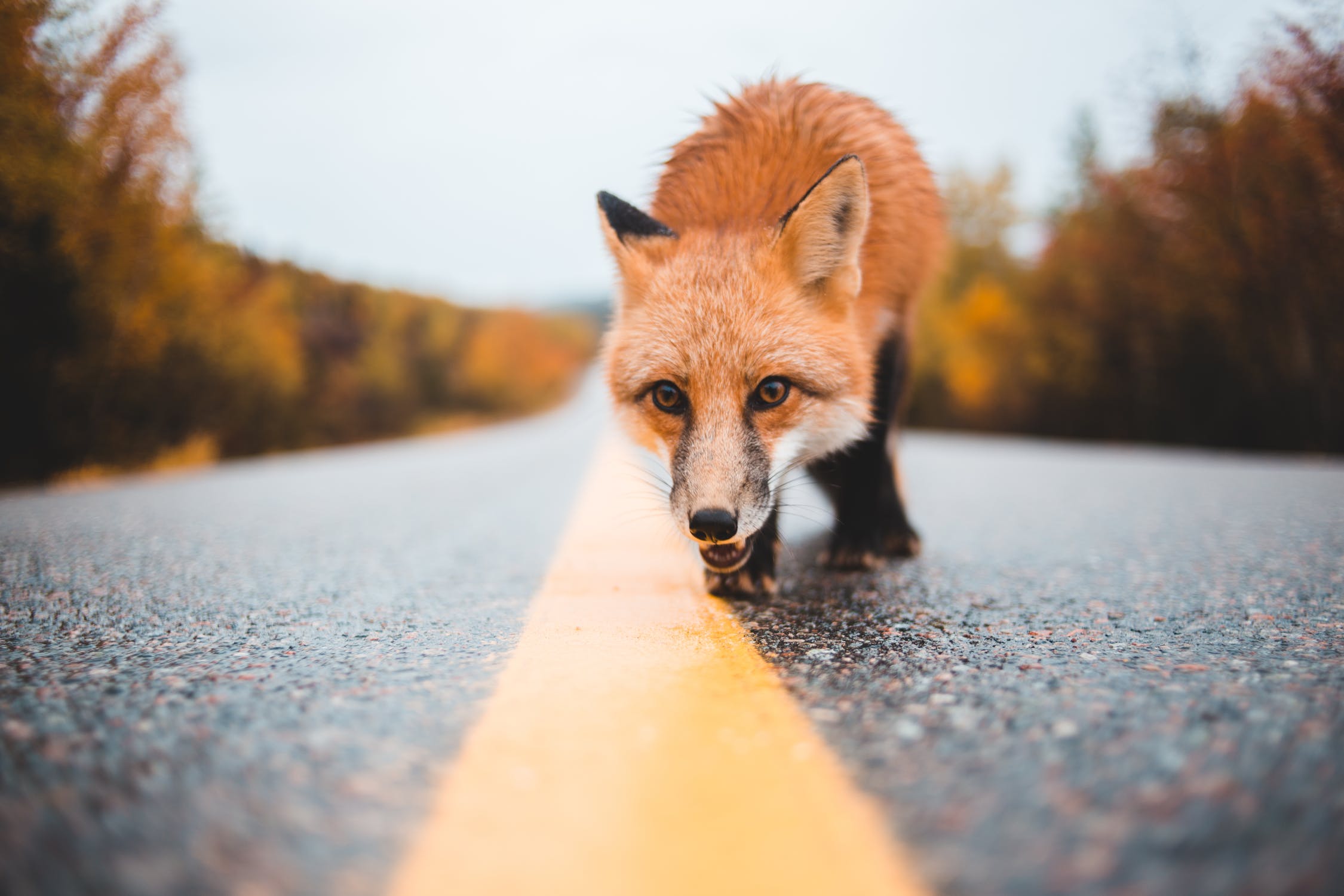 Erik Mclean/pexels.com