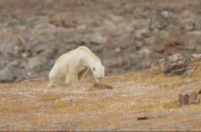 Hal�lra �hezhetik magukat a kl�mav�ltoz�s miatt a jegesmedv�k
