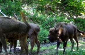 �jabb nyolc b�l�nnyel szaporodott a hazai szabadon �l� popul�ci�