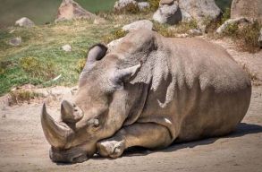 T�bb sz�z eml�sfaj halhat ki az �vsz�zad v�g�re egy tanulm�ny szerint