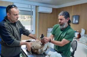 Milvus Egyes�let: Megjelent Rom�ni�ban egy II. vil�gh�bor� ut�n kihalt kesely�faj