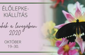 Online lepkeki�ll�t�st szervez a BBTE