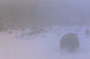 J�t�kos vadon �l� medv�ket kapott lencsev�gre a vadv�delmi megfigyel� kamera