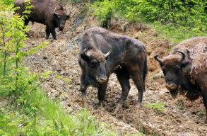 A b�l�nyek megeszik az aljn�v�nyzetet, �gy menthetik meg az erd�ket