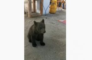 Fogs�gban tartott medvebocsot tal�lt a rend�rs�g egy h�zkutat�s sor�n (vide�)