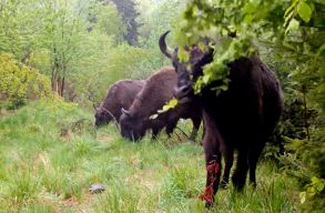 21 �jabb b�l�nyt engednek szabadon a Fogarasi-havasokban