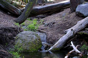 Az Agent Green szerint az IKEA Rom�ni�ban �rintetlen erd�kb�l termeli ki illeg�lisan a f�t