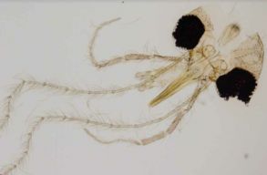 A halhatatlans�g z�loga: lepkesz�nyogfajt neveztek el Simona Halepr�l