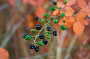 Green Report: iszony� mennyis�g� erdei gy�m�lcst�l fosztj�k meg �vente a vad�llatokat a begy�jt�k