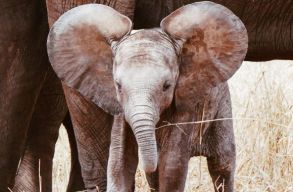 Megn�tt az agyar n�lk�li elef�ntok ar�nya - kutat�k szerint ennek az orvvad�szat az oka