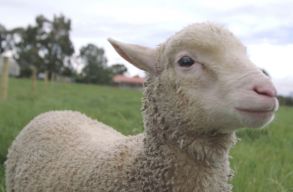 Ments�tek meg a b�r�nyk�kat: pet�ci� indult, hogy Rom�nia tiltsa be az �l��llat-exportot