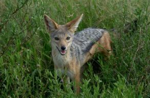 300 aranysak�lt l�nek ki a Duna-delt�ban a t�l folyam�n