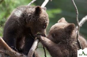 „Operat�r mack�k” seg�ts�g�vel n�zhetj�k, mi t�rt�nik a bal�nb�nyai medve�rvah�zban (vide�)