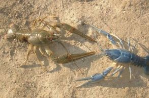 Rom�n kecsker�kcsemp�szek ellen emeltek v�dat Kecskem�ten