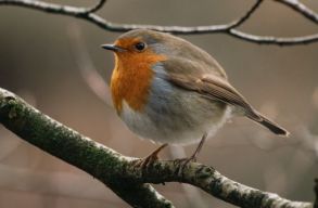 EB: 2030-ra Eur�pa ter�let�nek 30%-a v�dett� kell v�ljon