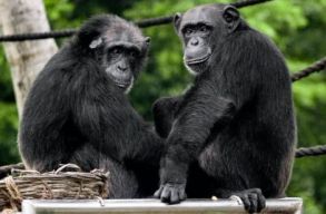 Egym�s sebeit kezelik a csimp�nzok. Rovarokat fognak, �s r�teszik a s�r�lt r�szekre