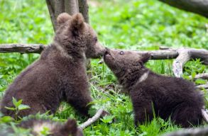  T�bb mint 150 bocsot adott m�r vissza a term�szetnek a bal�nb�nyai „medve�rvah�z”. Te is seg�thetsz!