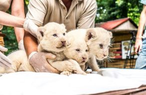 H�rom feh�r oroszl�n sz�letett a Ny�regyh�zi �llatparkban