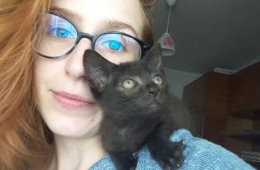 „Hogy ne legyen szenved�s az utc�kon” – program indult a macsk�k�rt Szatm�rn�metiben