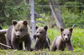 �me a medvenetflix, azaz a Bearflix!