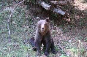 Friss�tve: kil�tt�k a Cs�kszered�ba folyton visszal�togat� medv�t