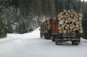 V�laszt�si l�tv�nyint�zked�snek tartja a szak�rt� az erd�szeti t�rv�ny m�dos�t�s�t