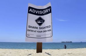 Rekordsz�m� c�p�t figyeltek meg D�l-Kalifornia partjain�l