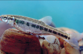 Lehet szavazni a 2021-es �v hal�ra