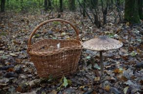 Szak�rt�: k�t alapszab�ly van, amit ha betartasz, biztons�gosan gomb�szhatsz kezd�k�nt is