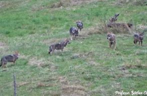 Ritka felv�telek: farkasfalk�t filmeztek a neamti Tark�-hegys�gben