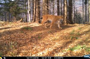 Premier Rom�ni�ban: 152 kameracsapd�val m�rt�k fel a Fogarasi-havasokban �l� hi�zok popul�ci�j�t